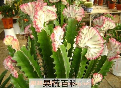 紫叶龙骨花的养殖方法