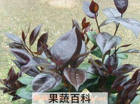 紫叶茶花的养殖方法