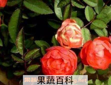 钻石玫瑰花的养殖方法
