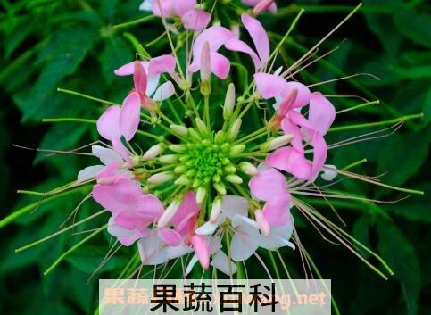 醉蝶花的养殖方法
