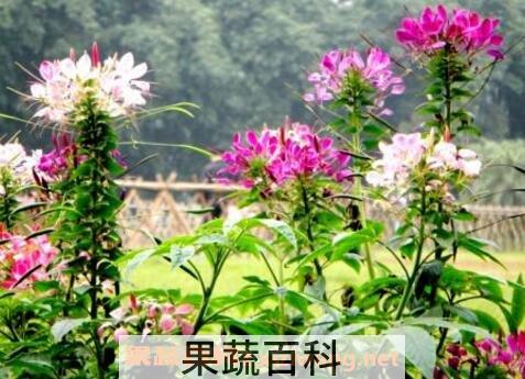 醉蝶花的养殖方法