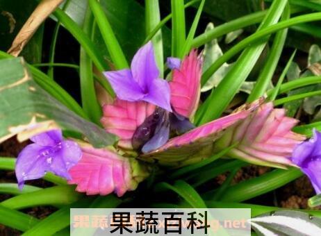 紫花凤梨的养殖方法和注意事项