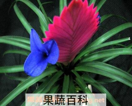紫花凤梨的养殖方法和注意事项