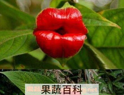嘴唇花的养殖方法