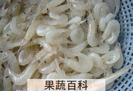 白米虾