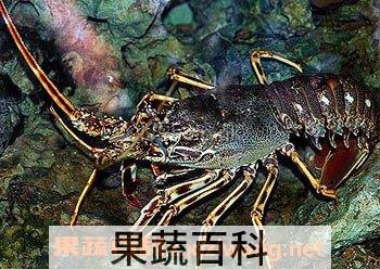 螯虾和龙虾有什么区别