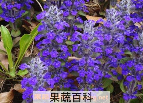 紫金露花的养殖方法