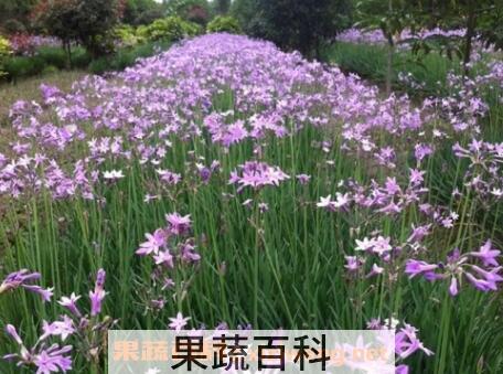紫娇花的养殖方法