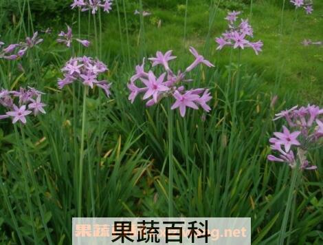 紫娇花的养殖方法