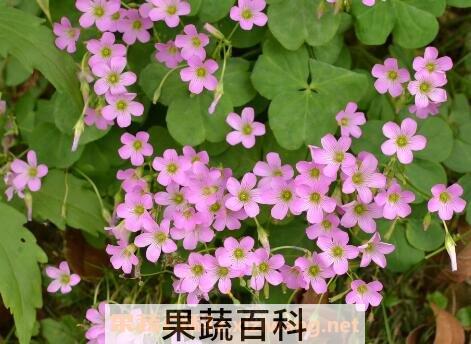 紫花酢浆草的养殖方法