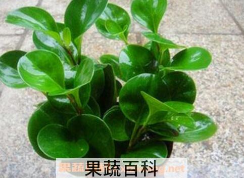 碧玉花的养殖方法和注意事项