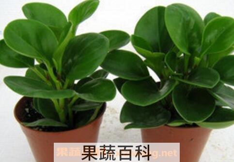 碧玉花的养殖方法和注意事项