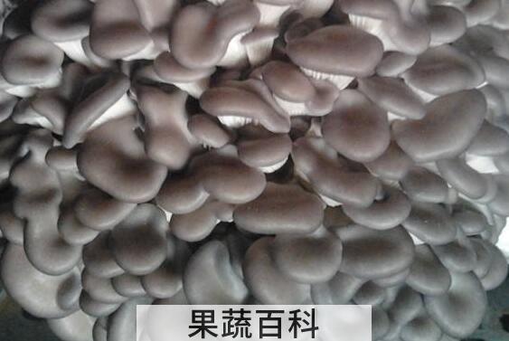 袖珍菇不能和什么一起吃 袖珍菇的副作用与禁忌