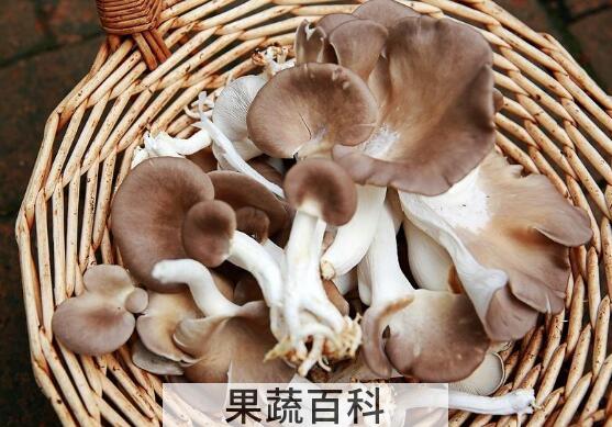 袖珍菇的功效与作用 袖珍菇怎么做好吃
