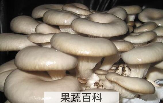 袖珍菇的功效与作用 袖珍菇怎么做好吃