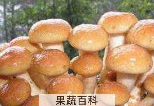 珍珠菇的功效与作用 珍珠菇怎么吃