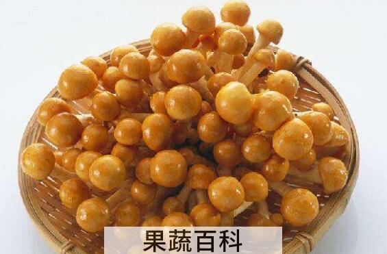 珍珠菇的功效与作用 珍珠菇怎么吃