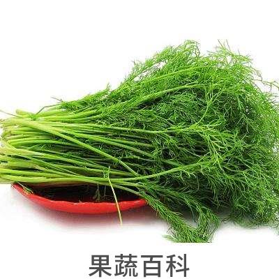 茴香菜