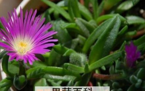 紫花照波的养殖方法和注意事项