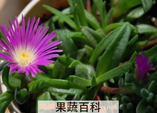 紫花照波的养殖方法