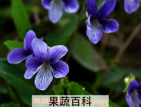紫花照波的养殖方法