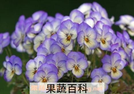 紫罗兰花的养殖方法与繁殖
