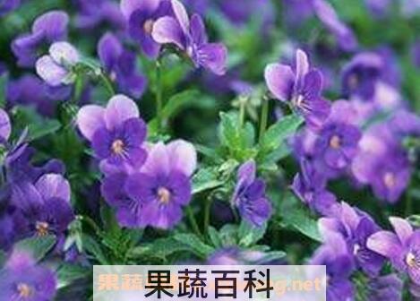 紫罗兰花的养殖方法与繁殖
