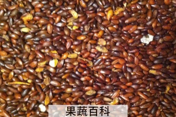 沙棘籽泡水喝功效与作用
