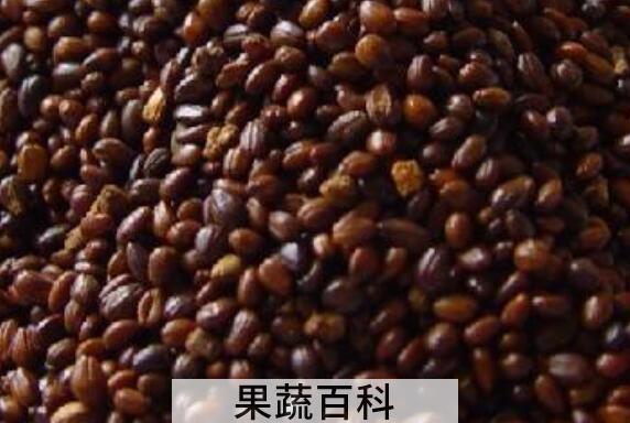 沙棘籽泡水喝功效与作用