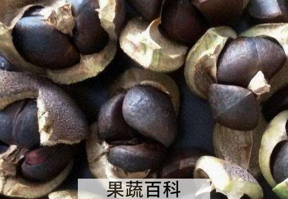 绿茶籽如何种植 绿茶籽的种植方法