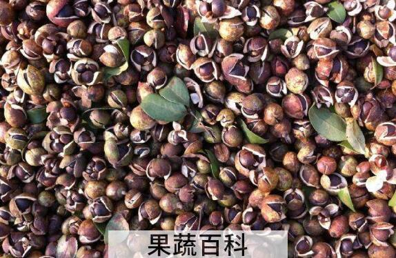 绿茶籽如何种植 绿茶籽的种植方法