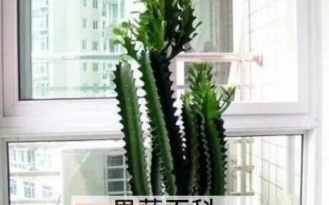 巴西龙骨的功效与作用及药用价值