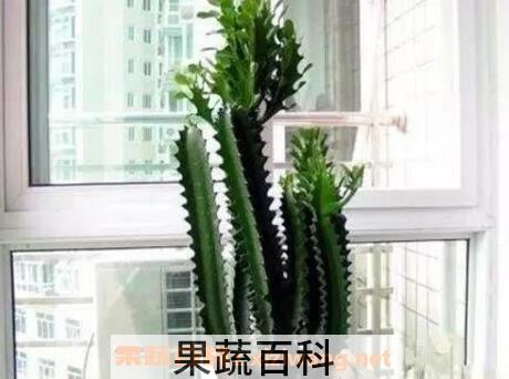 巴西龙骨的功效与作用及药用价值