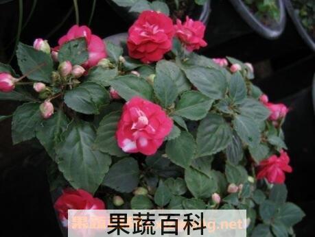 重瓣非洲凤仙花的养殖方法与注意事项