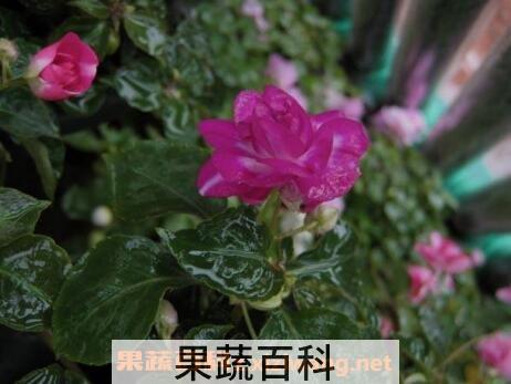 重瓣非洲凤仙花的养殖方法与注意事项