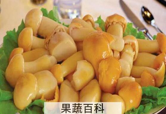 滑子菇的功效与作用 吃滑子菇的好处