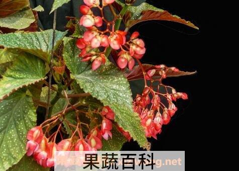 竹节海棠花的养殖方法和注意事项有哪些