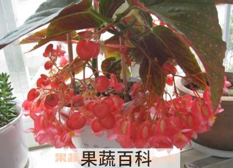 竹节海棠花的养殖方法和注意事项有哪些