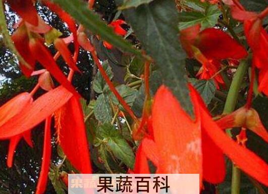 竹叶海棠花的养殖方法