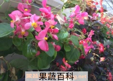 竹叶海棠花的养殖方法