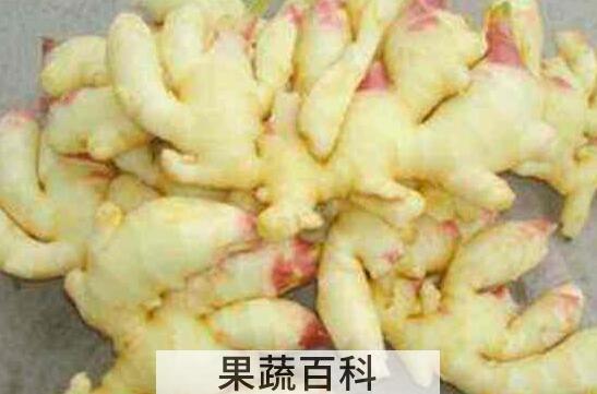 山竹根的中药功效与作用