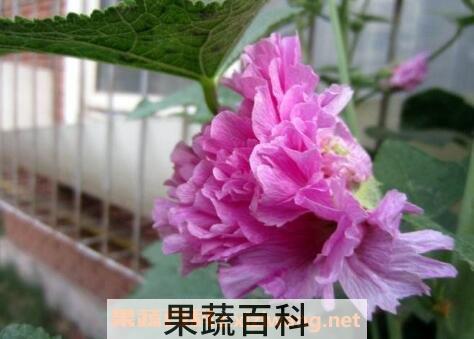 重瓣蜀葵花的养殖方法