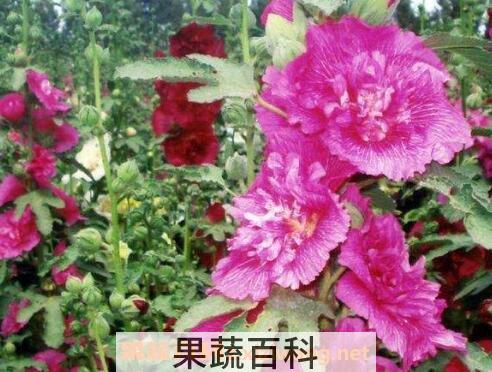 重瓣蜀葵花的养殖方法
