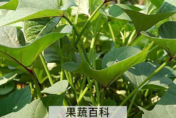 干红薯藤的功效与作用