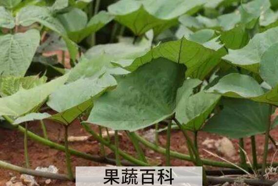 干红薯藤的功效与作用