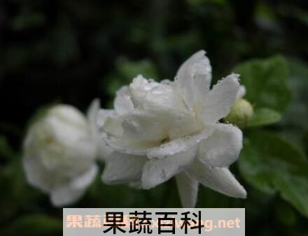 重瓣茉莉花的养殖方法