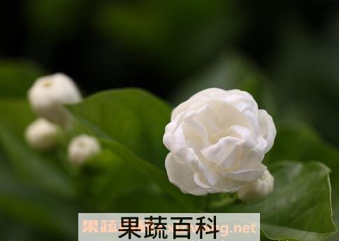 重瓣茉莉花的养殖方法