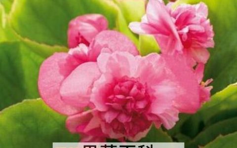 四季海棠花的养殖方法