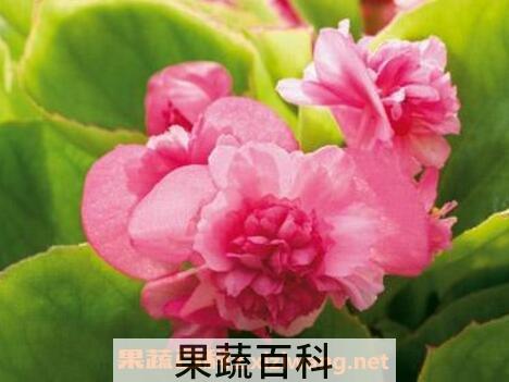 四季海棠花的养殖方法