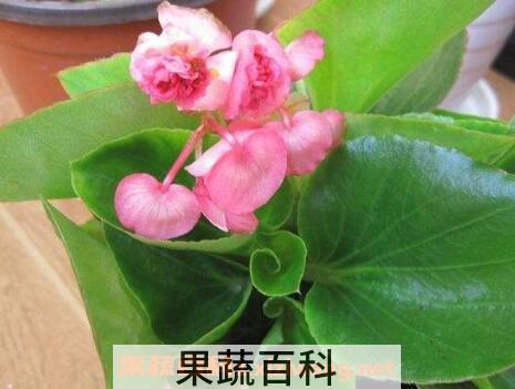 四季海棠花的养殖方法